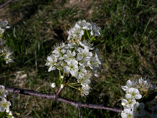 {Prunus hortulana}